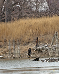 Bald Eagles et al 6108